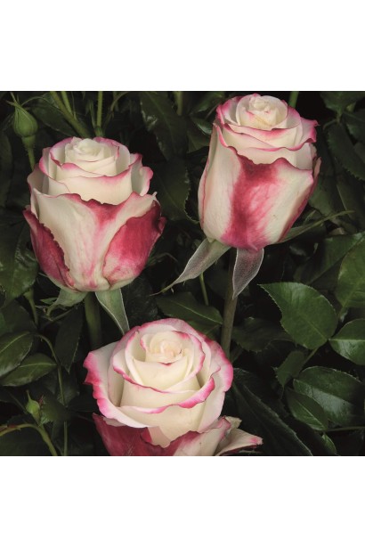 Роза кремово-вишневая Свитнес